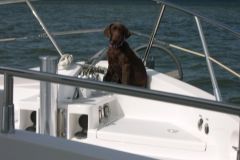 Cruising pup