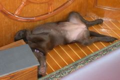 Pooped pup. Typical cruising attitude!