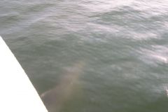 Porpoise under the bow