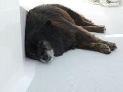 Sammy cruises the ICW