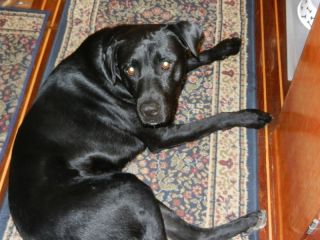 'Black Dog'- 'zis my new digs?'
