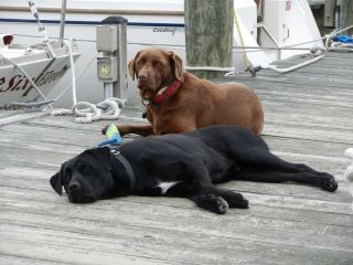 Molly & Black Dog chilling on the pier