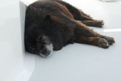 Sammy cruises the ICW