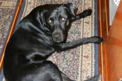 'Black Dog'- 'zis my new digs?'