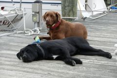Molly & Black Dog chilling on the pier