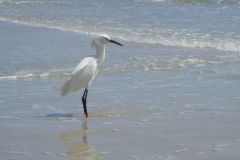 Egret fishing in the surf