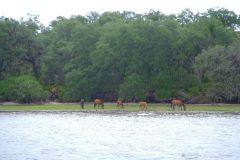  Feral horses on Cumberland Island