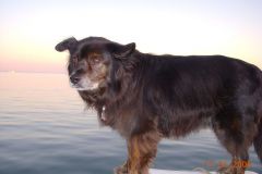 Sammy on his typical dinghy perch
