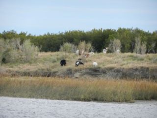 Goats ashore at NC-SC border
