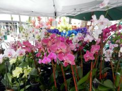Beautiful colors in orchids!