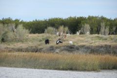 Goats ashore at NC-SC border