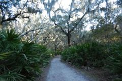 Beach trail Cumberland Island