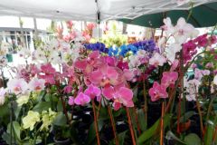 Beautiful colors in orchids!