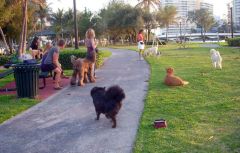Dog park last night