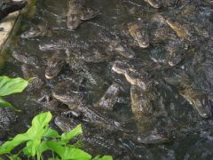 Alligators- Lots of 'em!