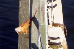 Iguana hanging out on bridge fenders