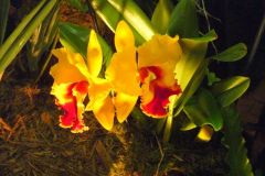 More orchids