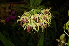 Orchid show