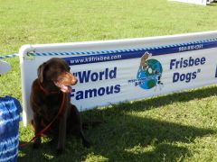 Wannabe Frisbee Dog