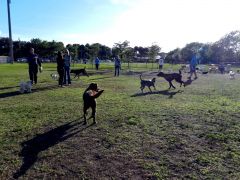 Vero Dog park