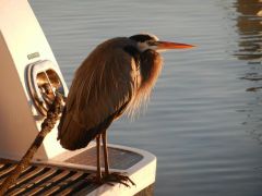 Night heron