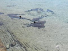 Nurse sharks at Staniel Cay