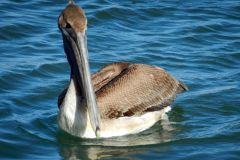 Begging pelican