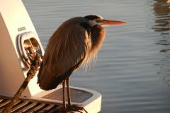 Night heron