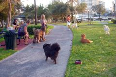 The gang at the dog park.