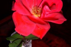 The infamous rose from the "Rose Buddies"