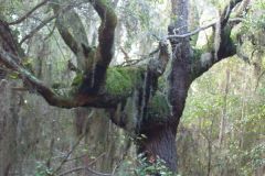Beautiful with spanish moss!