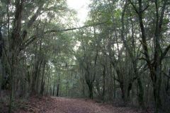 Afternoon walk in the woods...