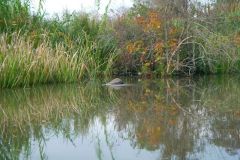 Creek exploration by dinghy.