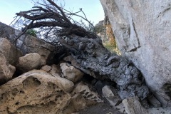 Ancient mesquite