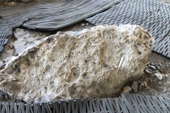 Fossilized rock