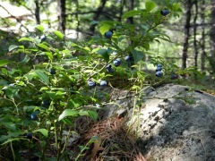 Wild Blueberries! Tasty!