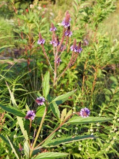 Purple loosestrife - an invasive
