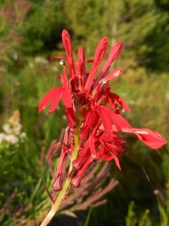 Cardinal flower