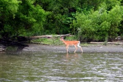 Deer spotted along Canal