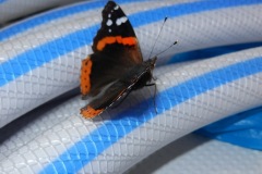 Hitchhiker on foredeck