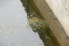 Snapping turtle shares our locking