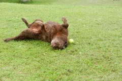 Happy dog after a swim!