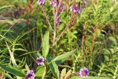 Purple loosestrife - an invasive