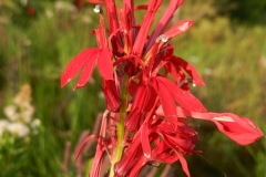 Cardinal flower
