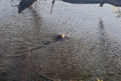 Otters in the remains of hydraulic canal.