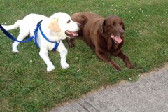 Molly meets Milo, he's 12!